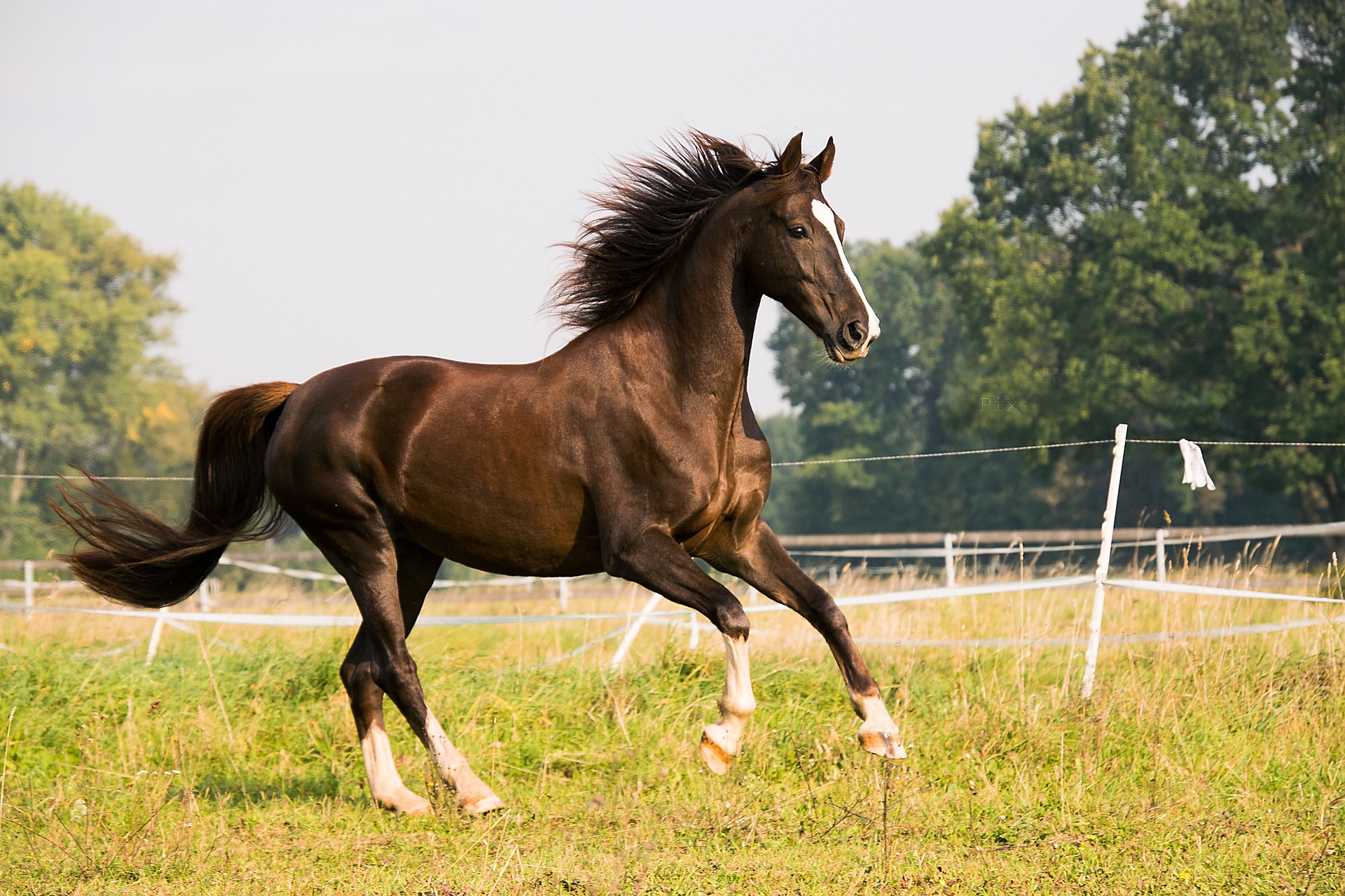 American Saddlebred